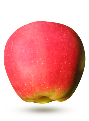 La pomme Ambrosia 