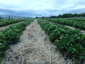 Ferme St-Elie