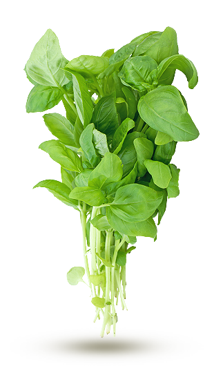 - Basilic vert - Basilic vert
