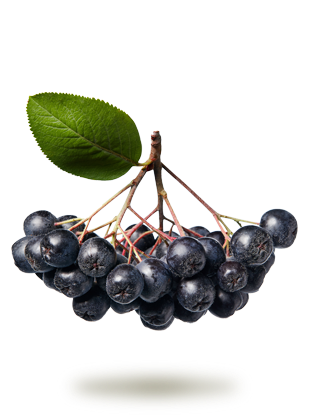 Aronia