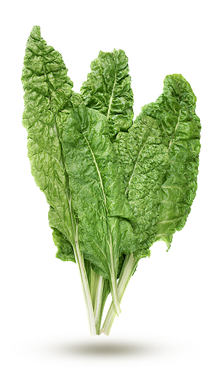 verte verte