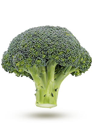 Le brocoli 