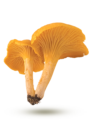 chanterelle