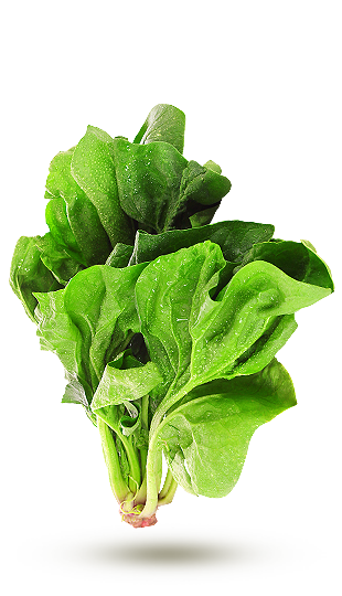 Épinard Épinard