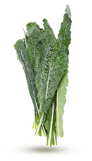 Feuilles de Kale Feuilles de Kale