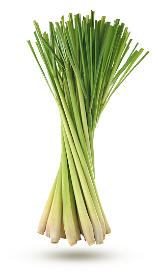 - Citronnelle - Citronnelle