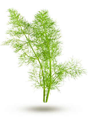 - Fenouil en feuille - Fenouil en feuille
