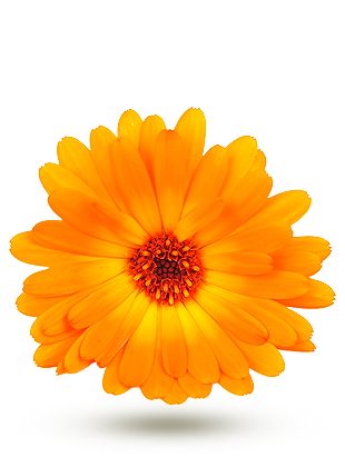 - Calendula