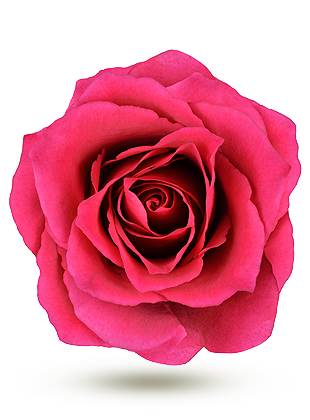 - Rose