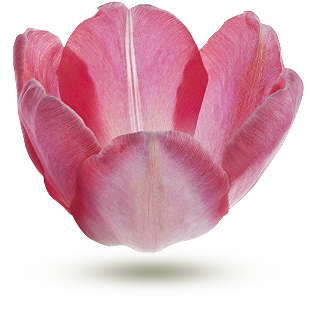 - Tulipe