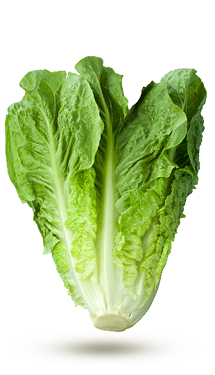 romaine