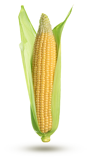 Maïs sucré Maïs sucré