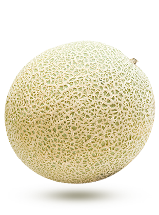 cantaloup cantaloup