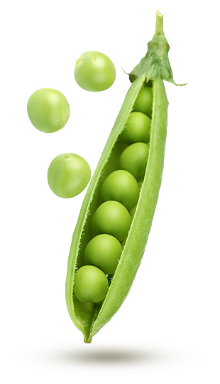 vert vert