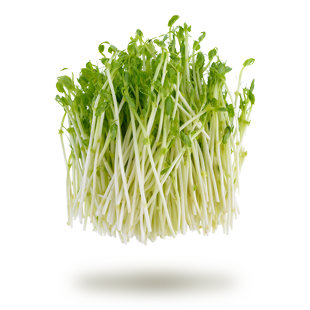 Pousse de pois mange-tout Pousse de pois mange-tout