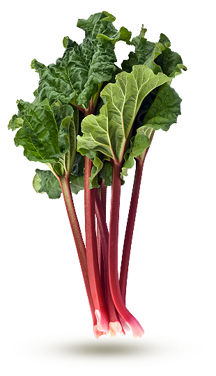 Rhubarbe