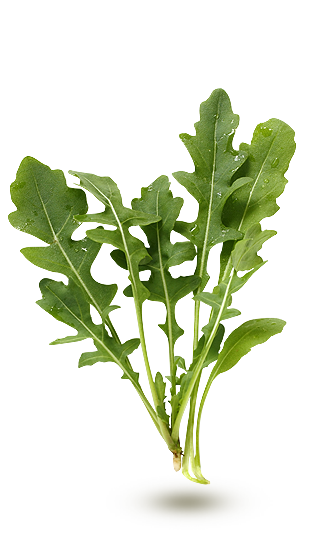 Roquette