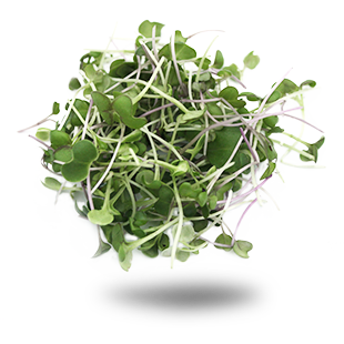 Saveurs d'Asie Saveurs d'Asie