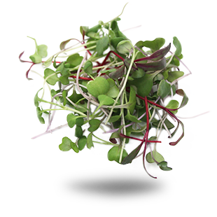 Saveurs de Méditerranéee Saveurs de Méditerranéee