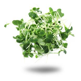 Tatsoi Tatsoi
