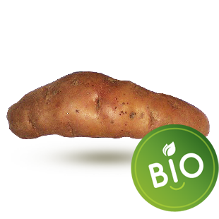 Fir Apple rose bio Fir Apple rose bio