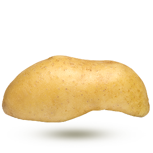 Ratte Ratte