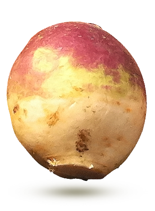 Rutabaga