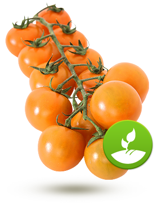 cerise orange de champs cerise orange de champs