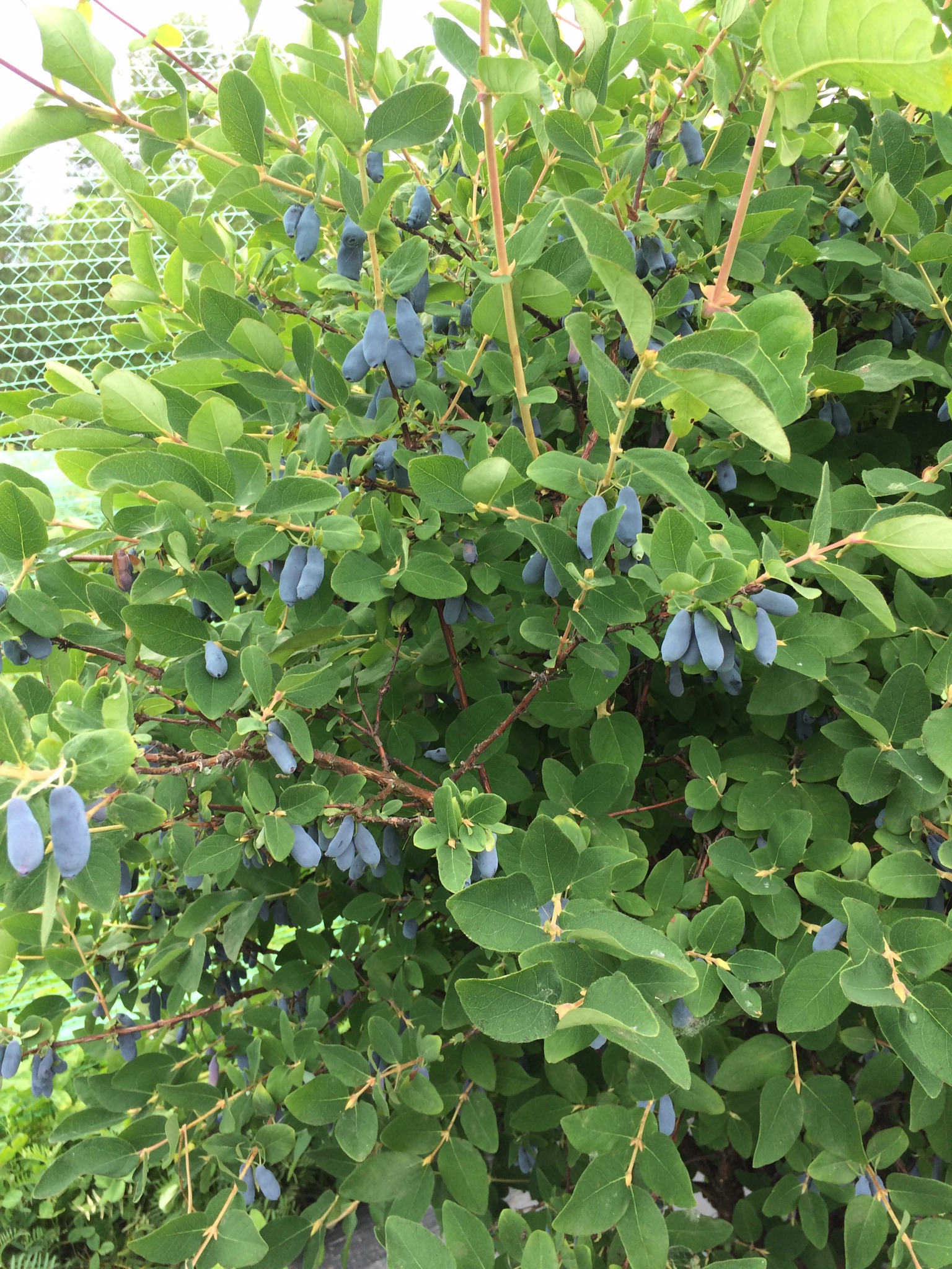 Petits Fruits St-Louis