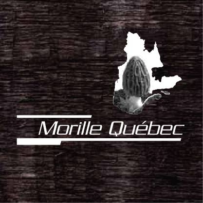 Morille Québec Morille Québec