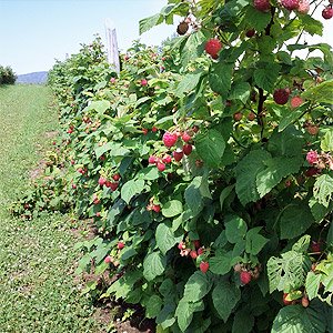 Ferme aux petits fruits