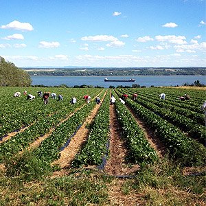 Ferme M.P. Vaillancourt inc.