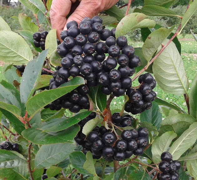 aroniasuperfruits aroniasuperfruits