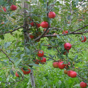 Les Roy de la pomme Enr.