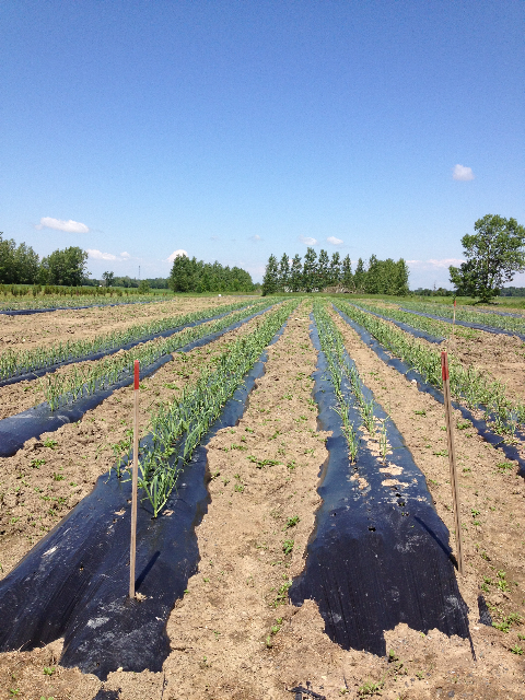 Plantations Ail oye Plantations Ail oye