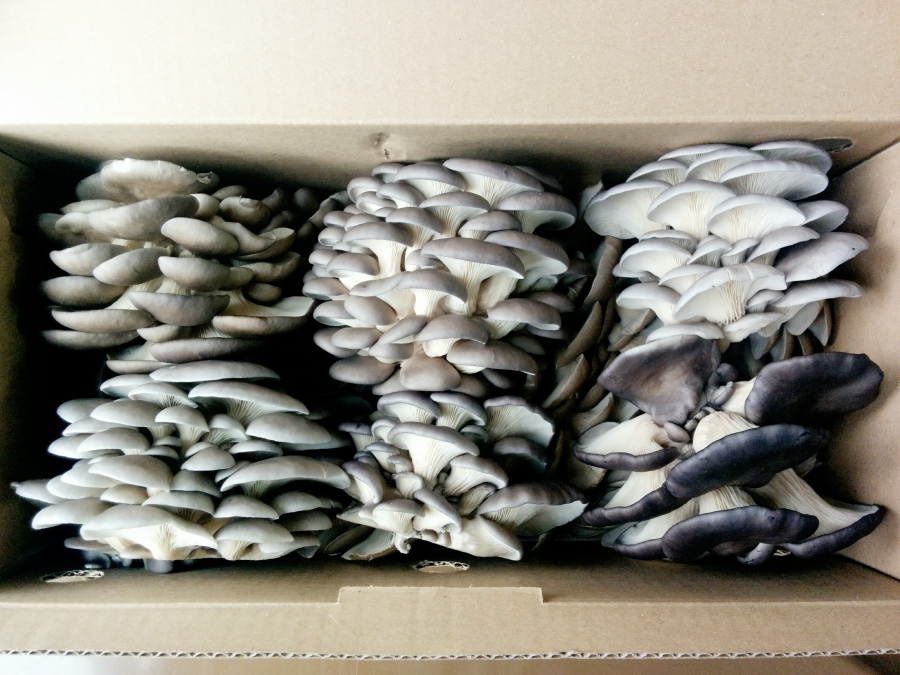 Blanc de gris - Champignons frais Blanc de gris - Champignons frais